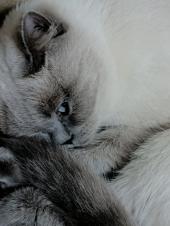 Vav - ait Kullan�c� Resmi (Avatar)