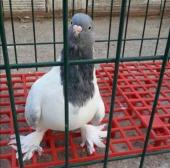 bLaCk`SouL - ait Kullan�c� Resmi (Avatar)