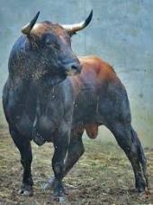 Ottoman - ait Kullan�c� Resmi (Avatar)