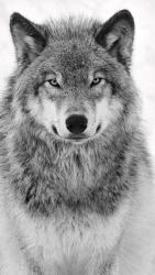 Brhncy - ait Kullan�c� Resmi (Avatar)