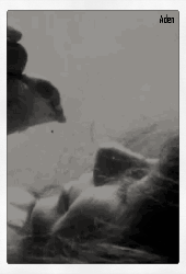 Aden - ait Kullan�c� Resmi (Avatar)