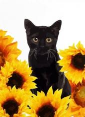 Kedi - ait Kullan�c� Resmi (Avatar)