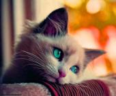 Ayliz - ait Kullan�c� Resmi (Avatar)