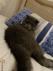 ShenTo - ait Kullan�c� Resmi (Avatar)