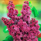 leylak - ait Kullan�c� Resmi (Avatar)